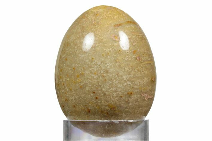 Polished Oligocene Fossil Coral Egg - Philippines #356293